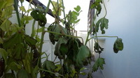 台風の爪痕 2012/09/18 12:16:42