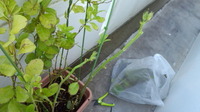 お手入れ 2012/09/18 12:23:45