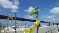 オクラ 2012/09/27 00:16:46