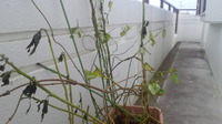 オクラ 2012/10/01 00:16:28