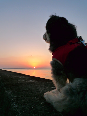 夕日の海