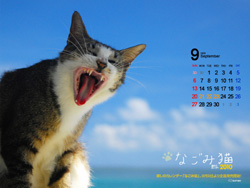 島の時間 Bｅ なごみ猫カレンダー壁紙