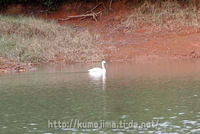 コハクチョウ 2011/01/08 13:27:00