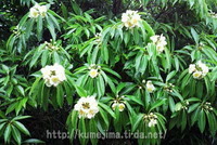 イジュの花 2011/05/16 16:30:16