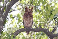 リュウキュウコノハズク 2011/06/29 11:42:46