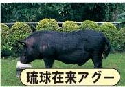 話題の「アグー」豚の話 2016/06/12 07:33:56