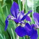 食材の旬と花の時期