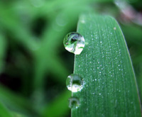 菊酒　重陽節 2010/09/22 15:56:40