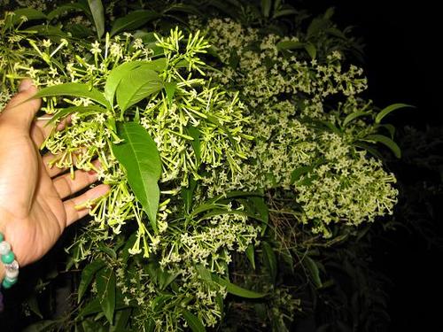 草次郎の日記 夜香木