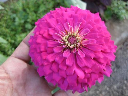 草次郎の日記 夏に輝く花