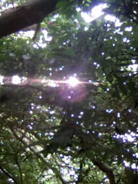 光の写真 2008/06/14 12:33:08