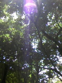 光が弾けてる♪ 2008/07/03 19:51:32