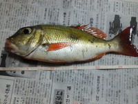 愛しのタマンでは無いですが・・・