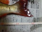 愛しのタマンでは無いですが・・・