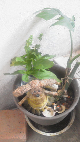 バジルの花