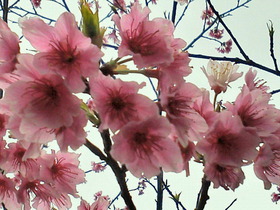 天気が良いので