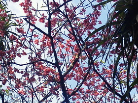 また桜が見たくて