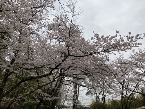 うちの近所の桜（京都）