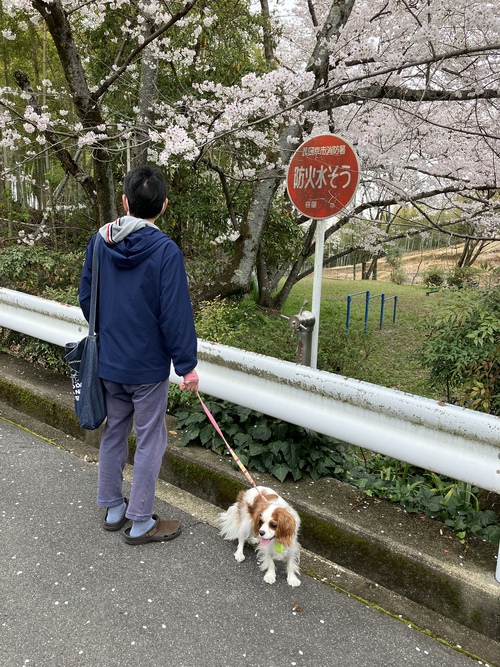 うちの近所の桜（京都）