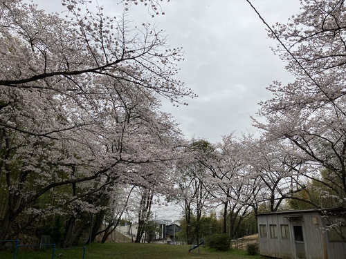 うちの近所の桜（京都）