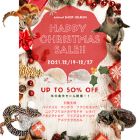 クリスマスクリスマスセール開催！