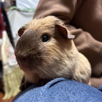 沖縄県初？！ロシアンスモークモルモット 初めました！