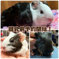 モルモット誕生!!予約開始！ 2023/04/05 14:51:46