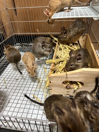 デグーマウス11匹入荷！