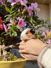 お花とモルモット.*
