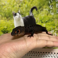 アカメカブトトカゲ入荷しました！ 2023/04/04 10:09:15