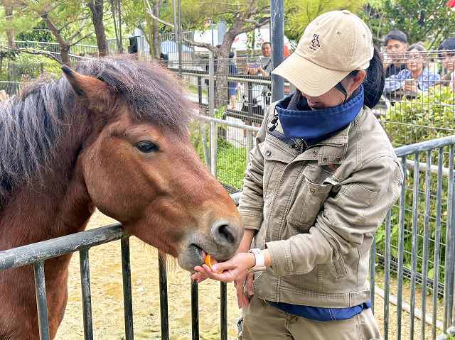 琉球新報ローカルblog:うま年の与那国馬へお年玉 沖縄こどもの国
