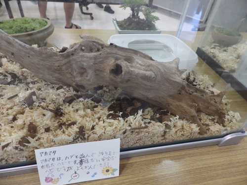 小学6年生の企画展「ボクの生き物展」（吉の浦だより４７）