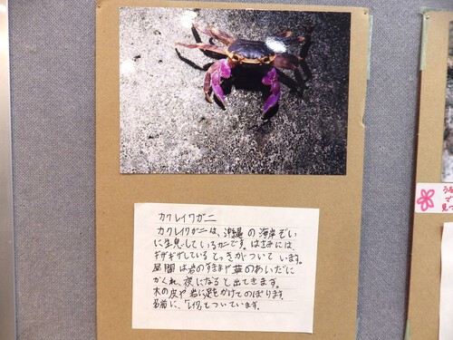 小学6年生の企画展「ボクの生き物展」（吉の浦だより４７）