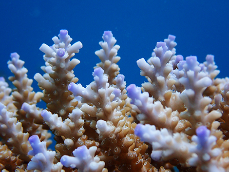石垣島 サンゴの産卵