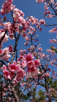 花見＠末吉公園♪ 2014/01/30 18:29:45