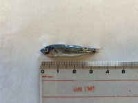 この小魚の名前は？