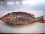 お気に入りの魚達９