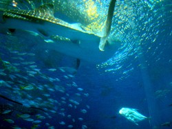 ちゅら海水族館