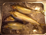 お気に入りの魚たち９