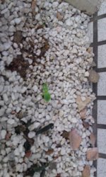 ☆New face☆ 2011/07/06 23:29:19
