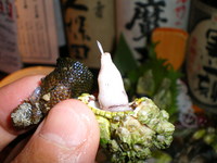 火鉢屋　何度目かな〜？