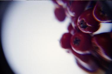 Lomoで接写