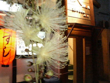 花の命は短し