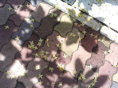 花の命は短し