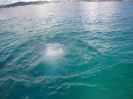 海屋で行くタマンブルー捜索の冒険