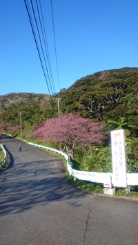 H28.02.07(日)八重岳の桜 2016/02/17 19:22:04