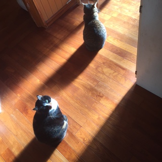 おセンチ。
