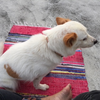 愛犬と朝ヨガ。