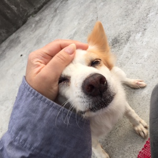 愛犬と朝ヨガ。