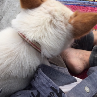 愛犬と朝ヨガ。